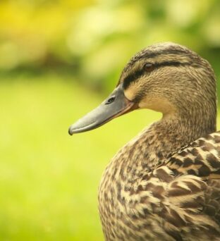 Le canard cuisiné