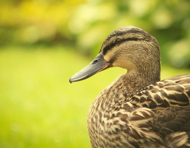 Le canard : c’est la saison pour se régaler !